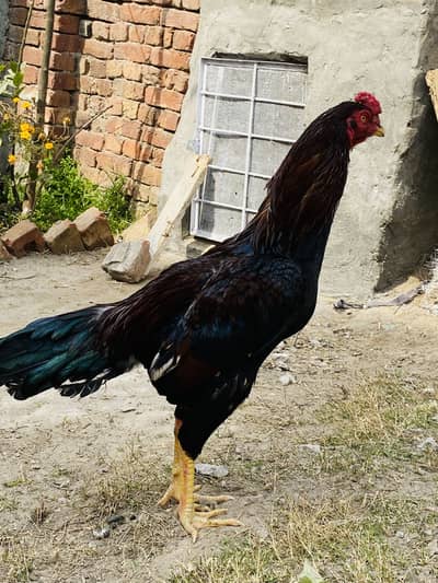 Murgha patha for sale