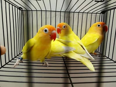 Creamino Decino Fisheri Lovebirds - Homozygot Aqua Parblue Palefallow