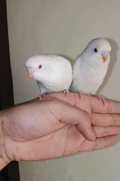 Australian pair full hand tame