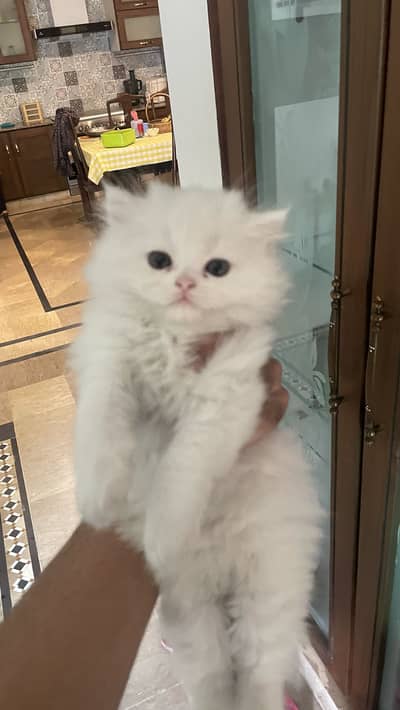 Persian kitten for sale