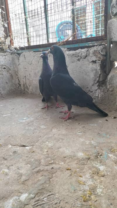Black diamond pigeon breeder pair important blood line