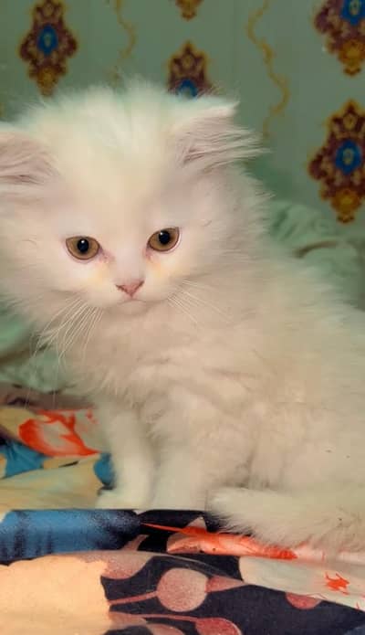 Persian male triple coated doll face