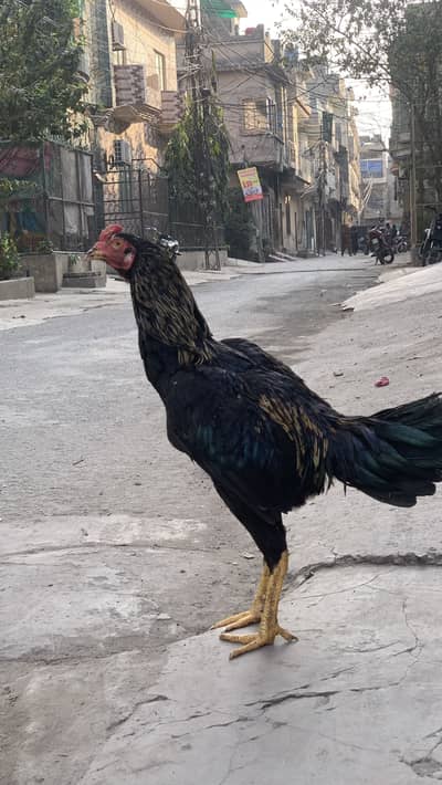 Aseel thi cross patha