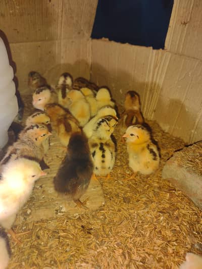 Aseel Pakistan Cross Thai or Shamo mix