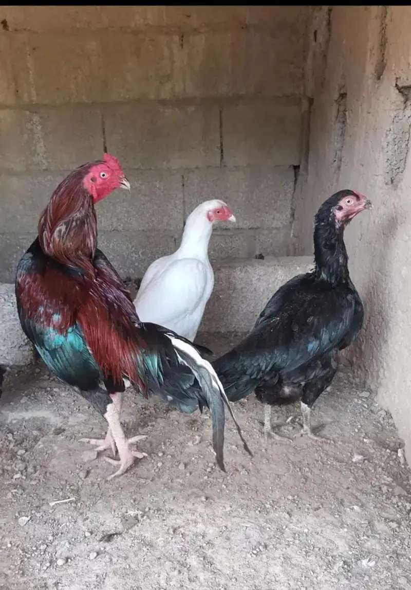 Fresh Aseel Eggs