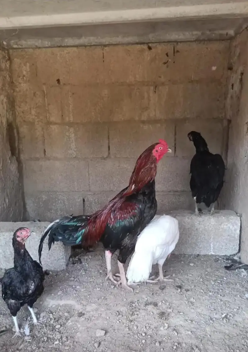 Fresh Aseel Eggs — photo 2