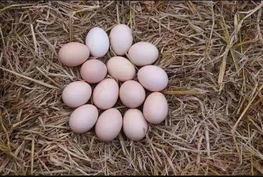 Fresh Aseel Eggs — photo 3