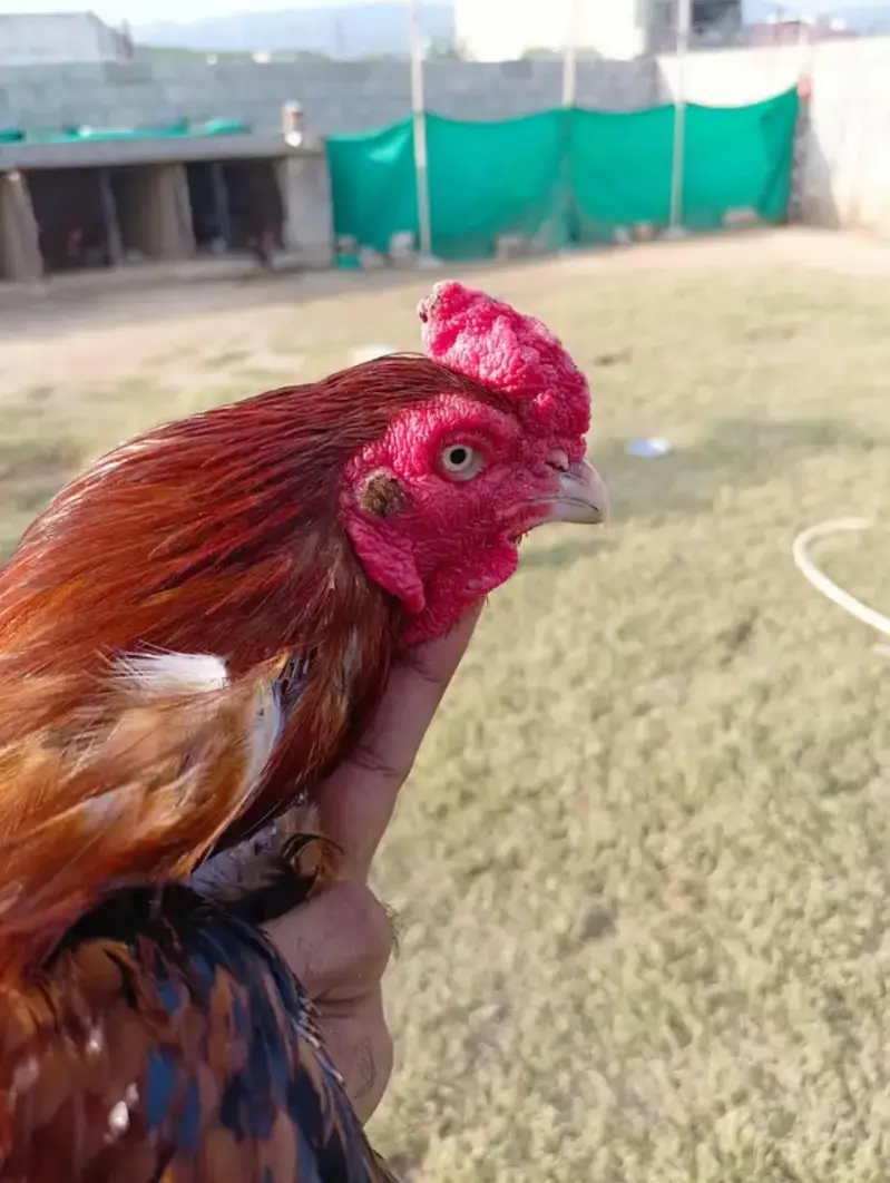 Fresh Aseel Eggs — photo 4