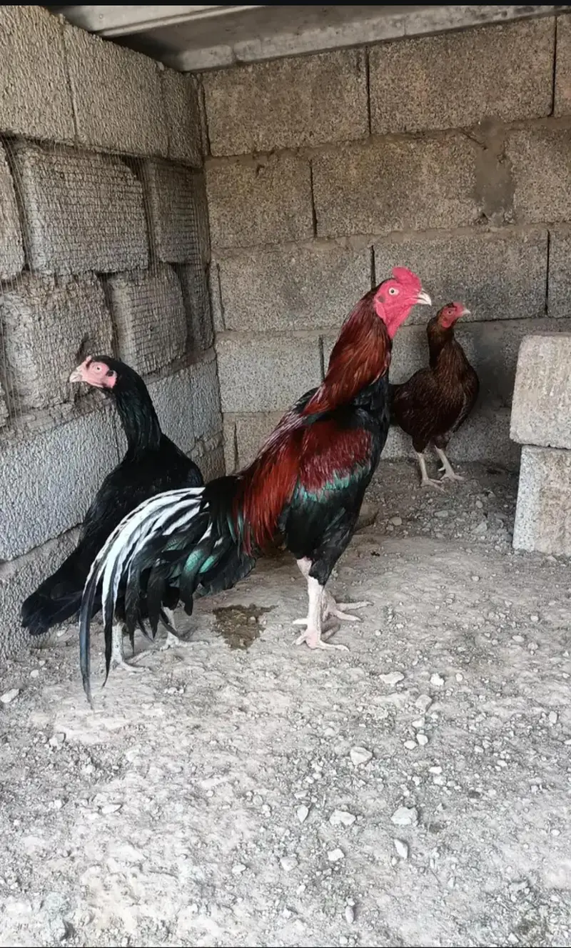 Fresh Aseel Eggs — photo 5