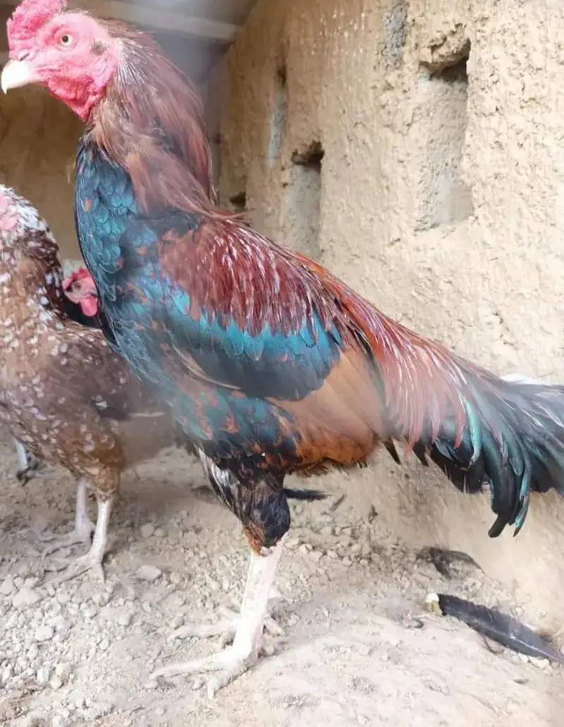 Fresh Aseel Eggs — photo 7