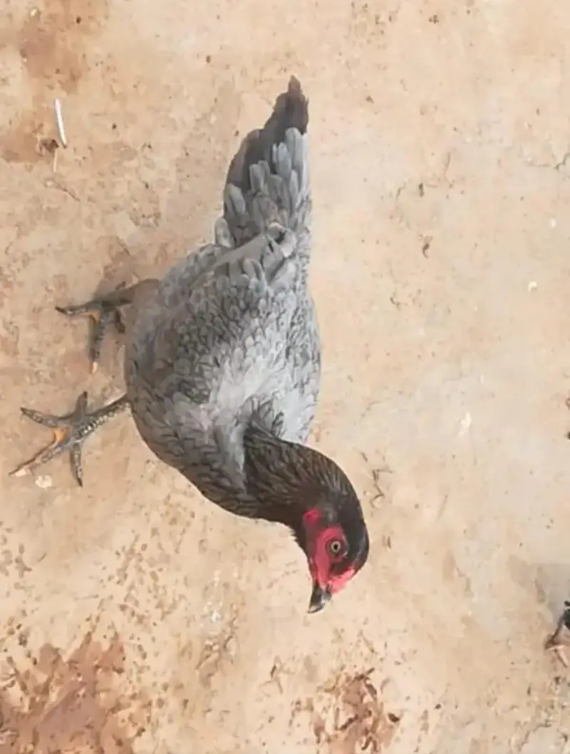 Fresh Aseel Eggs — photo 8