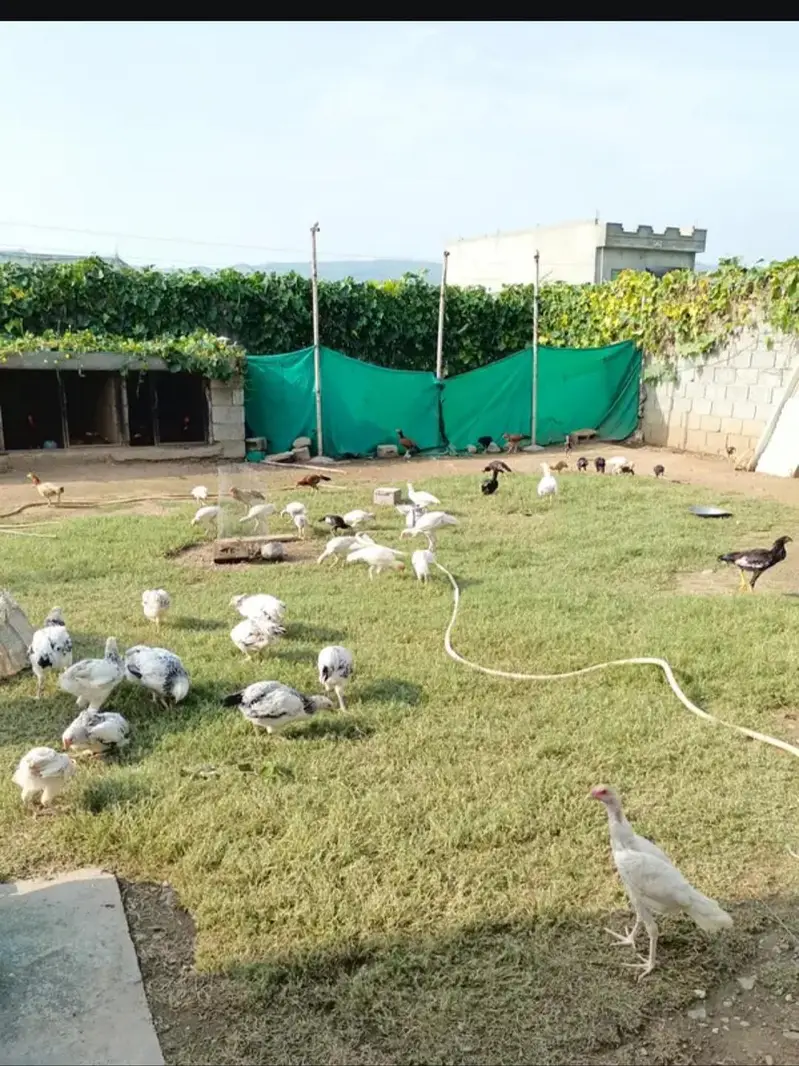Fresh Aseel Eggs — photo 10