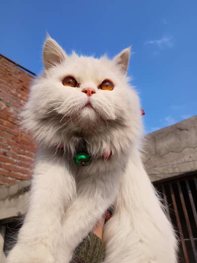 beautiful Persion Cat available