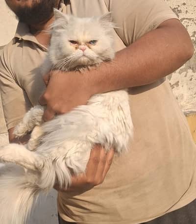 Stud Odd Eyes Persian Male Available