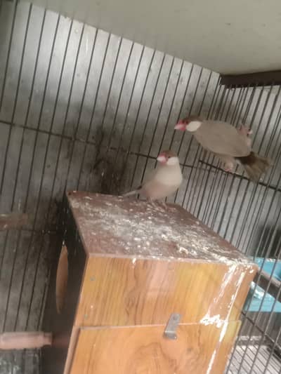 fawn jawa red eye pair for sale 3064328164,03464668249