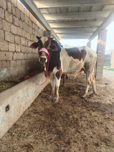 Bulls for sale waxcha for sale