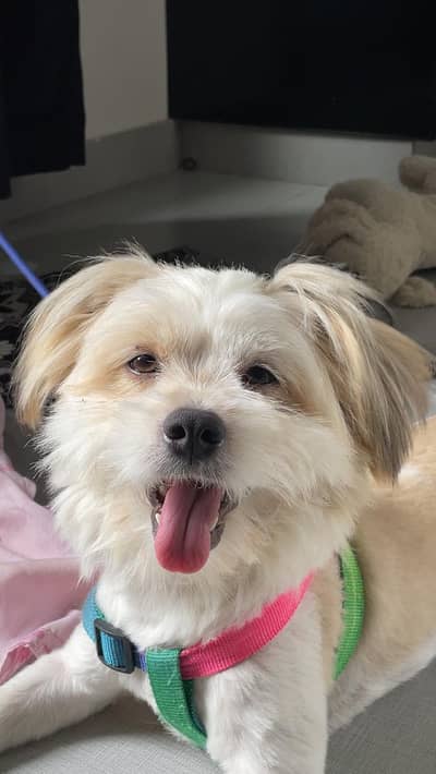 Shih tzu Male for Adoption