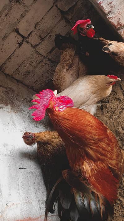 Desi hens eggs laying