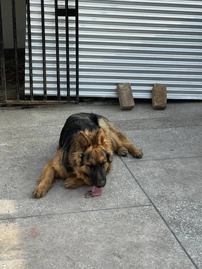 German Shepherd long Coated Male