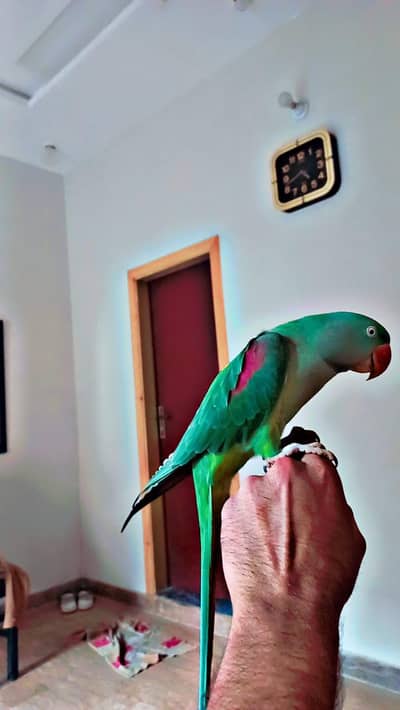 I'm selling my parrot 