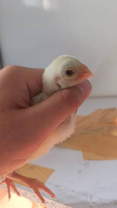 parrot beak Indian long tail chicks home breed  available