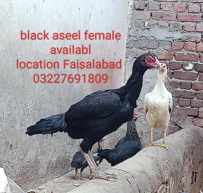 aseel blacke