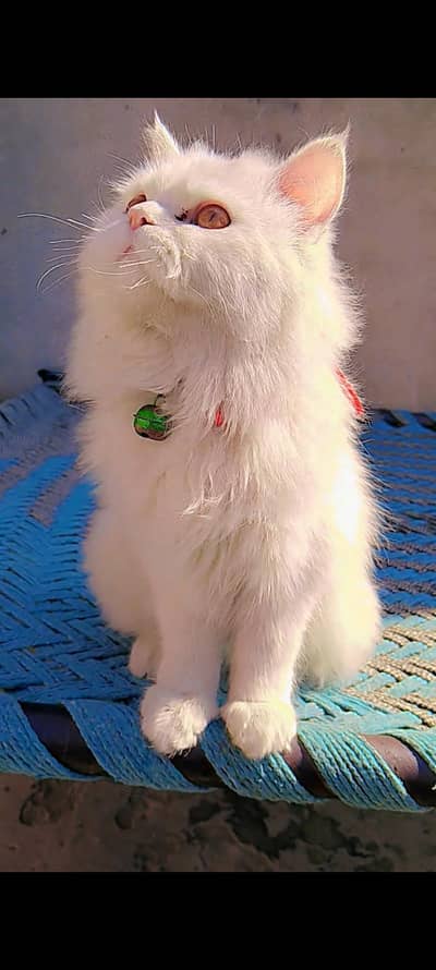 beautiful Persion Cat available