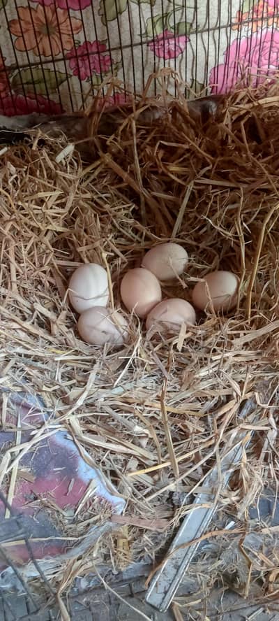 Golden misri & Desi male, Sussex female egg laying hens anda,murghi