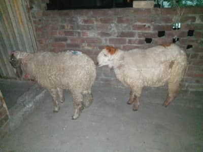 chatra jori ghar ka paly hain