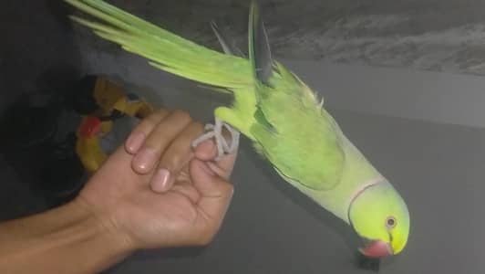 male hand tame 03127093372