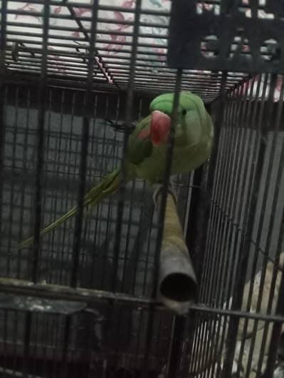 RAW PARROTS WITH CAGE