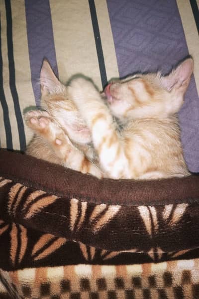 2.5 months old orange kitten pair