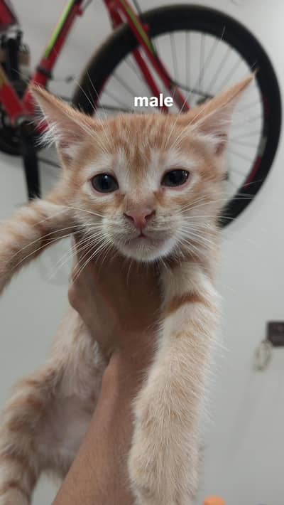 3 months old male orange kitten