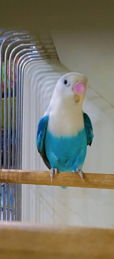 Blue Opaline & Green Opaline