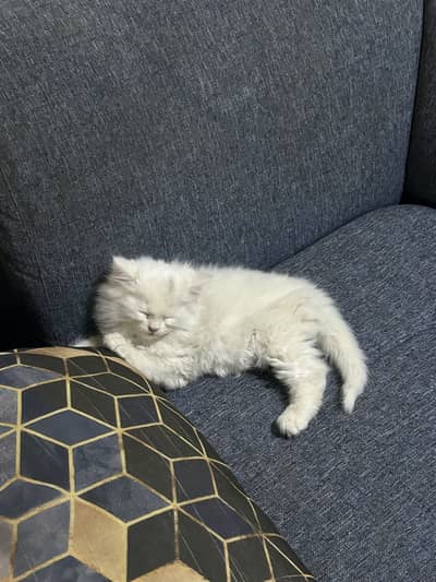 2.5 months kitten for sale