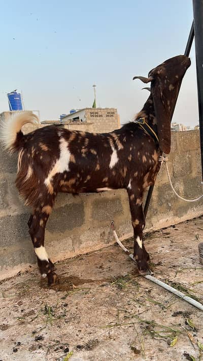 BEAUTIFUL  FRESH 2 DANT BAKRA