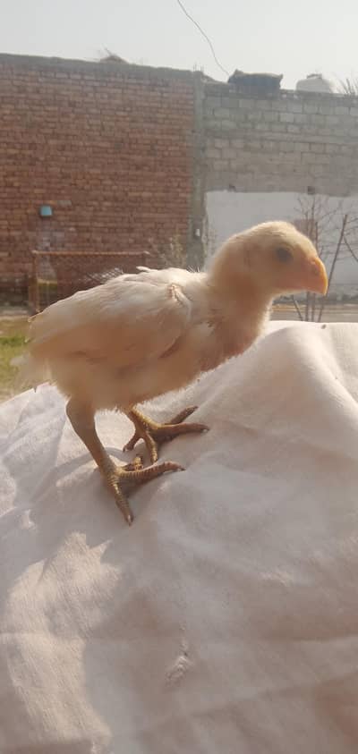 2 months  indian parrot beak chicks for sale details 03439063395
