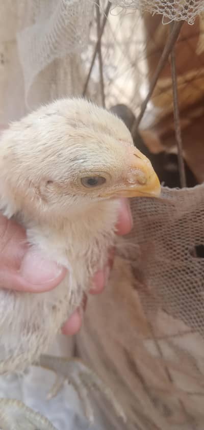 3 months  indian parrot beak chicks all for sale details 03439063395