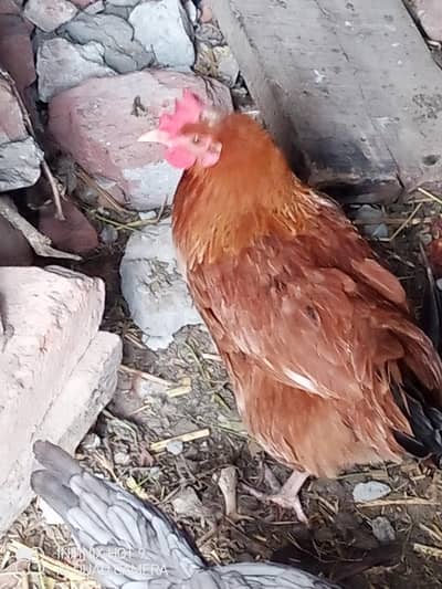 Desi egg laying hen for sale