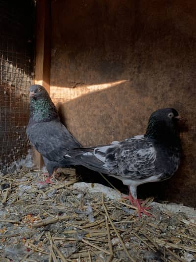 High quality black teddy, royal teddy, ferozpuri, kamagar kabootar