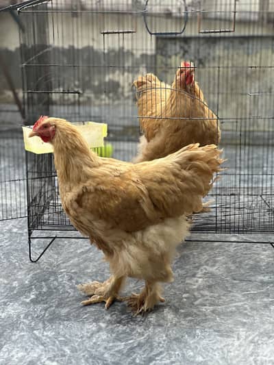Golden buff healthy heavy chicken females