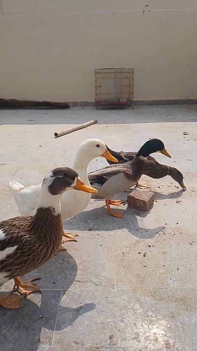 1 male 3 females ducks