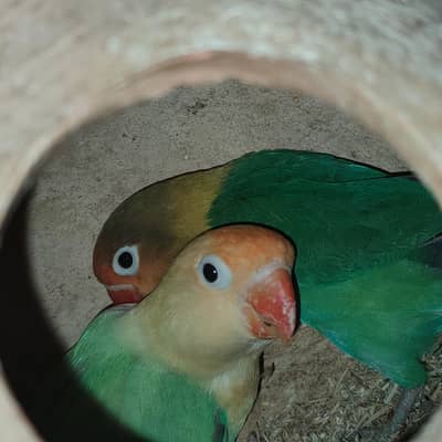 Breeder Love Birds pair with chicks and Cage