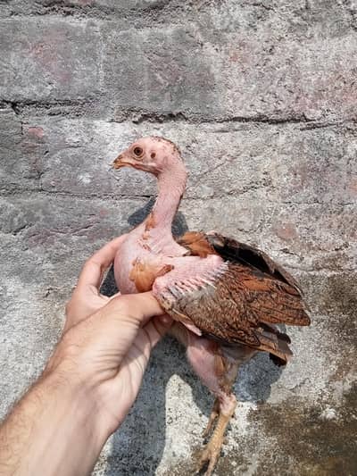 aseel mianwali chickes