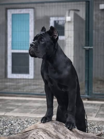 CANE CORSO PUPPIES AVAILABLE