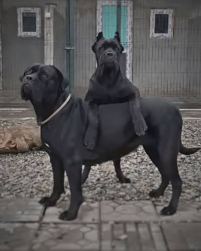 CANE CORSO PUPPIES AVAILABLE