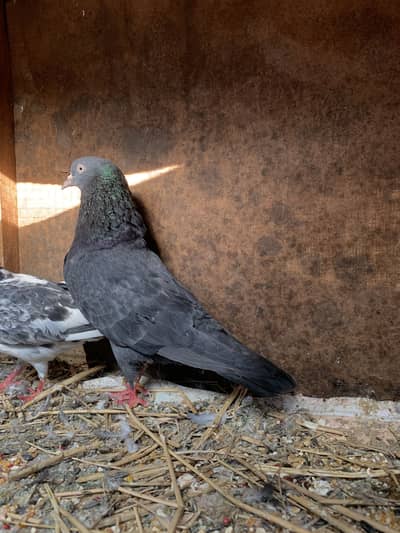 High quality black teddy, royal teddy, ferozpuri, kamagar kabootar