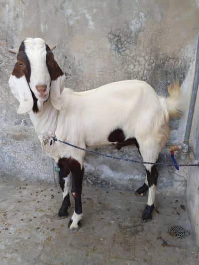 sindhi bakry for sale