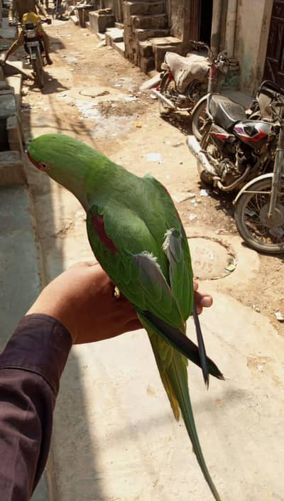 hath per baithata hai aur bolata hai