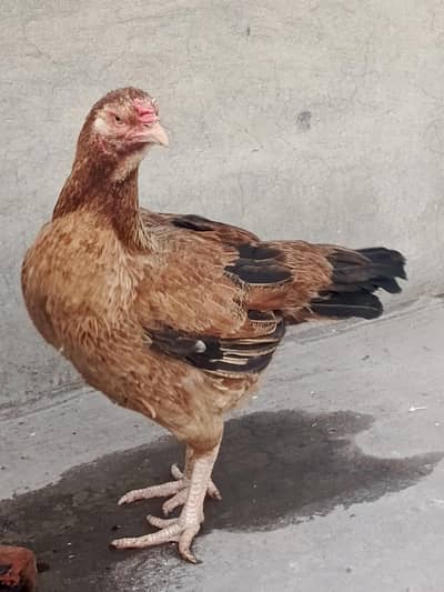 aur mianwali ke parade